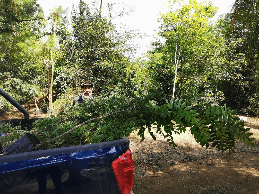 Anan reforestación