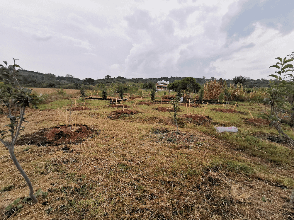 Anan reforestacion
